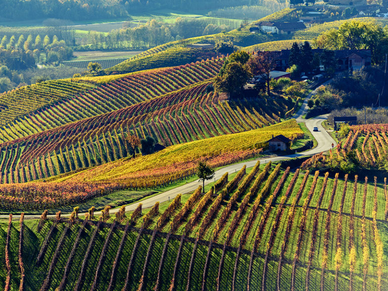 L’œnotourisme : les plus belles routes de vins à découvrir en Europe et en Amérique