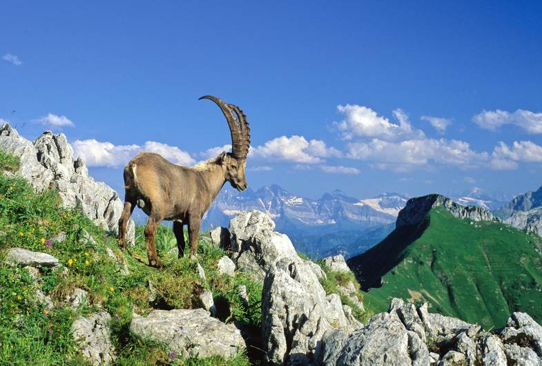 faune-en-savoie