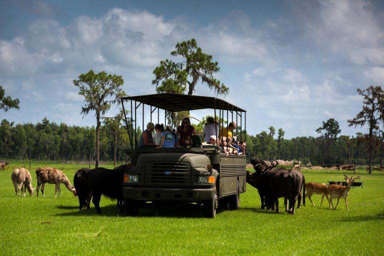 Les meilleurs safaris africains, en Amérique