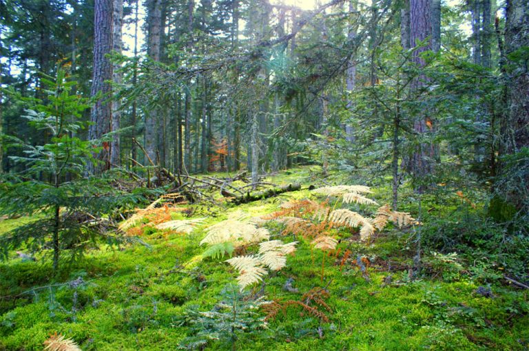 Avez-vous déjà exploré la forêt de Brocéliande ?