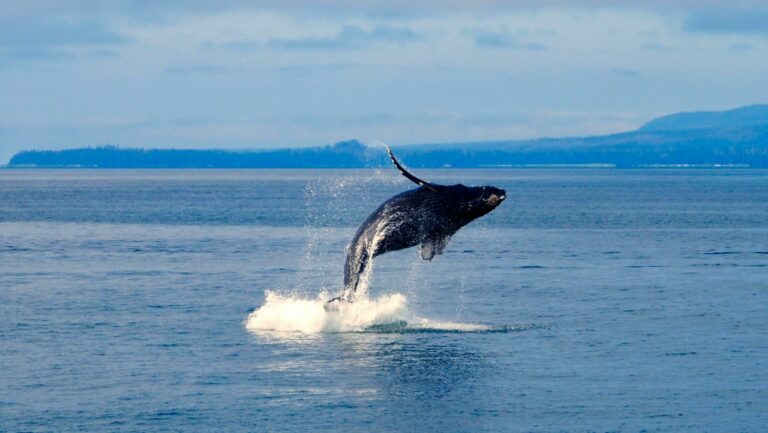 Les plus beaux pays du monde pour observer des baleines